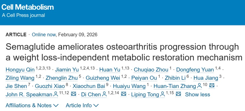 Cell Metabolism｜“减肥神药”也能治疗骨关节炎？深圳理工大学团队联合揭示关键机制