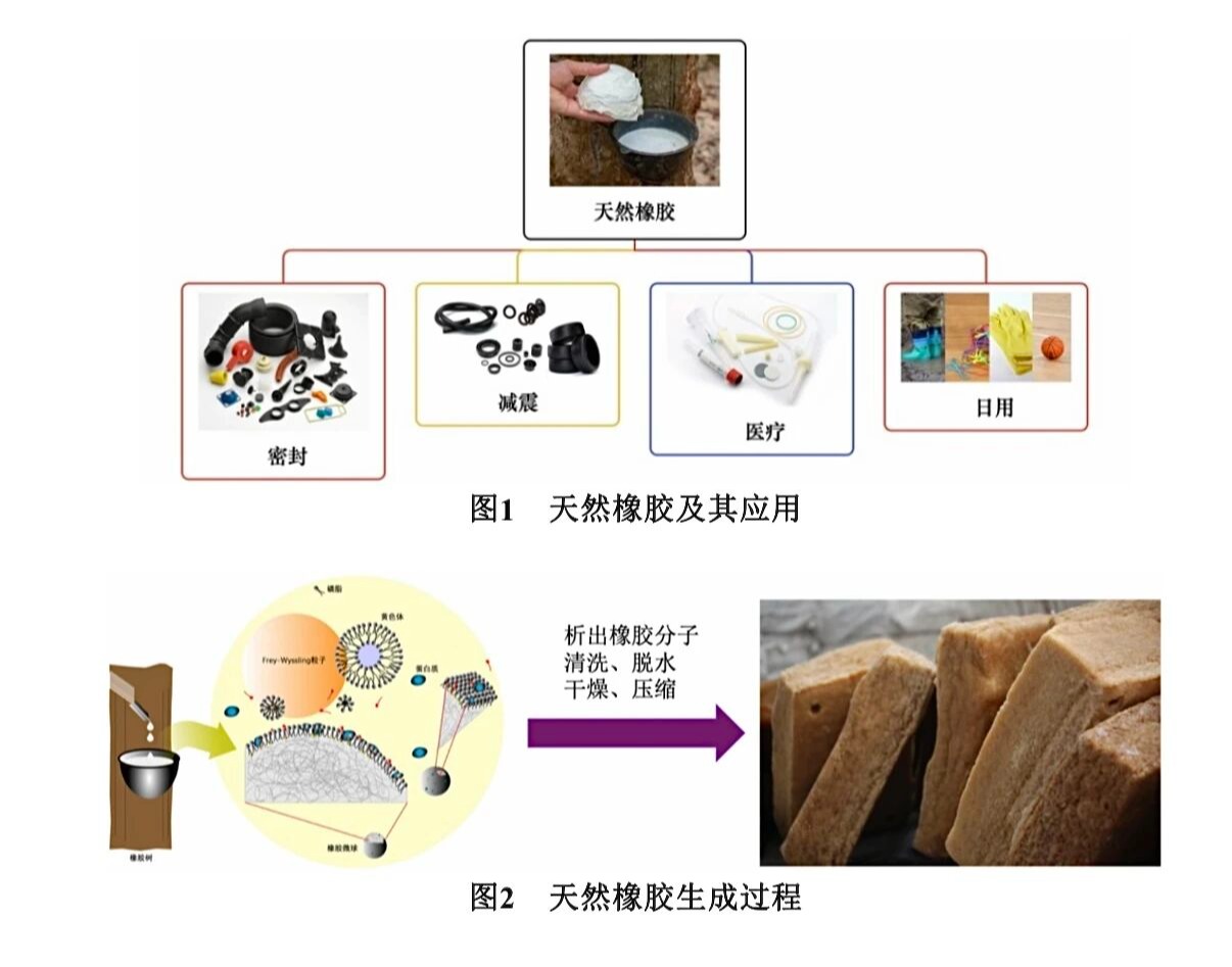 破解橡胶的弹性密码！深圳理工大二学子在《大学化学》发表科普实验论文