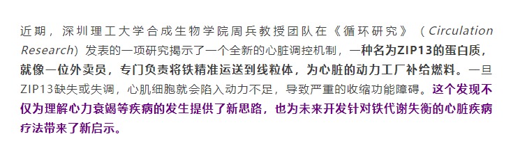 铁少了，心真会“虚”，周兵教授团队揭示心脏能量枯竭的幕后推手