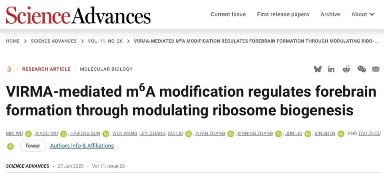 Science Advances | 深圳理工大学周涛团队合作揭示RNA m6A调控核糖体生成通路参与大脑发育的新机制